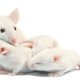 Illustration for article titled Research Now Claims Theres A Mommy Gene You May Or May Not Have